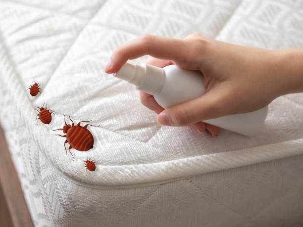 Flea Control Services in Limon, CO