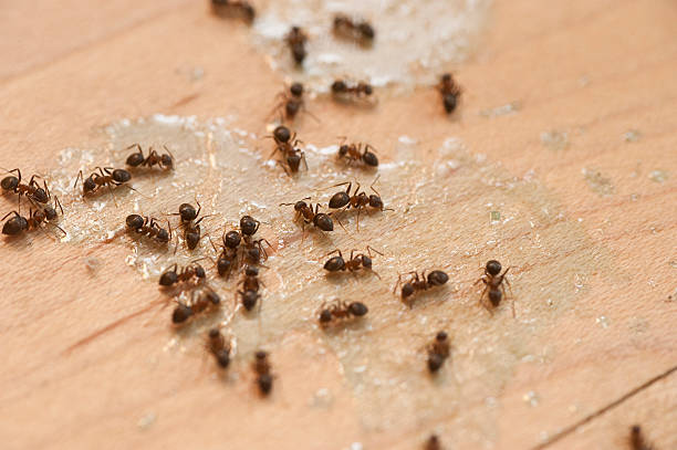 Best Affordable Exterminators  in Limon, CO