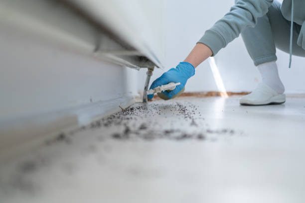 Best Affordable Pest Control Services  in Limon, CO
